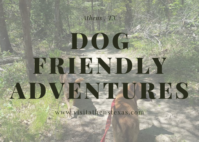 Dog-Friendly Adventures